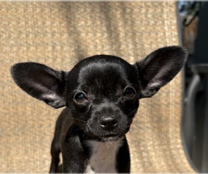 Chihuahua Puppy for sale in EAU CLAIRE, WI, USA