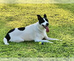 Small Photo #3 Border Collie-Unknown Mix Puppy For Sale in Lee's Summit, MO, USA