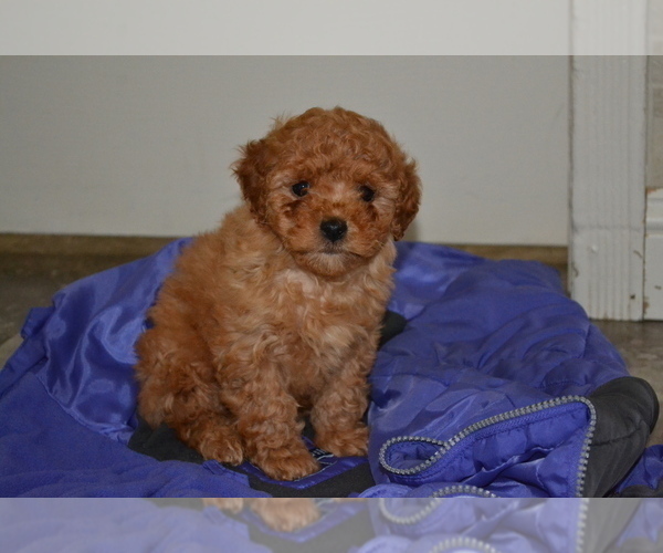 Medium Photo #3 Poodle (Miniature) Puppy For Sale in GREENWOOD, WI, USA