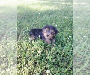 -Poodle (Toy) Mix Puppy for Sale in SHELBY, North Carolina USA
