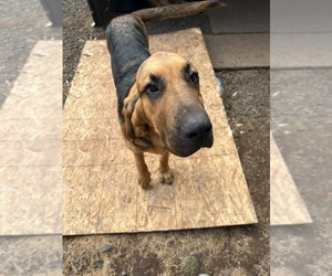 Bloodhound Dogs for adoption in SWEET HOME, OR, USA