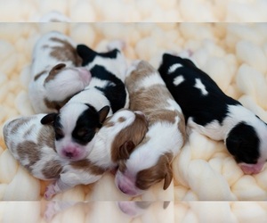 Cavalier King Charles Spaniel Puppy for sale in RANCHO PALOS VERDES, CA, USA