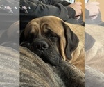 Small Photo #18 Mastiff Puppy For Sale in MIDDLETOWN, DE, USA