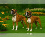 Small #2 Boxer
