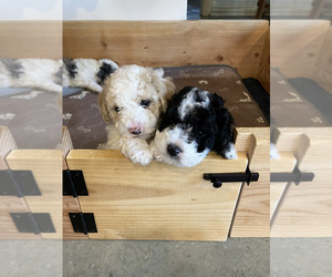 Poodle (Miniature) Puppy for sale in SANDPOINT, ID, USA