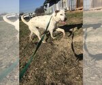 Small #1 Mutt
