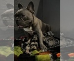 Small Photo #20 French Bulldog Puppy For Sale in OCALA, FL, USA