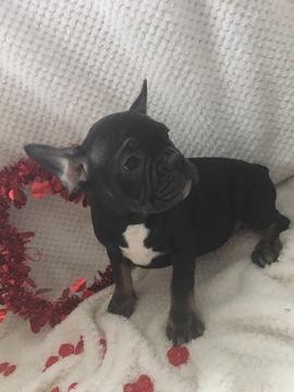 Medium Photo #1 French Bulldog Puppy For Sale in BELLEVILLE, PA, USA