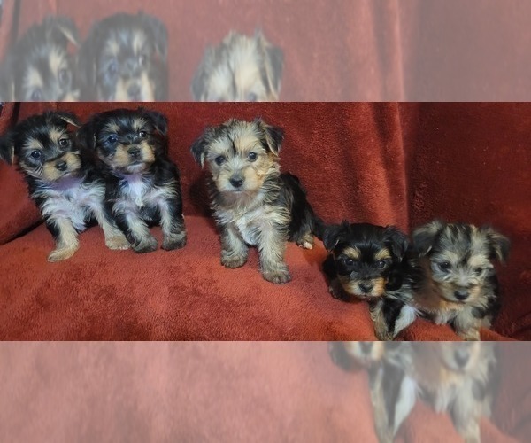 Medium Photo #1 Yorkshire Terrier Puppy For Sale in AKRON, OH, USA