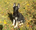 Puppy 1 German Shepherd Dog