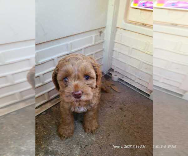 Medium Photo #12 Cock-A-Poo Puppy For Sale in KENNER, LA, USA