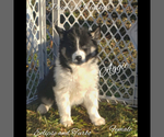 Small Photo #35 Siberian Husky Puppy For Sale in BLOOMFIELD, IN, USA