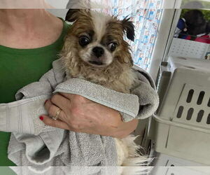 Griffonese Dogs for adoption in Princeton, MN, USA