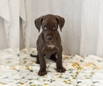 Small Photo #3 Great Dane Puppy For Sale in BEECH GROVE, IN, USA