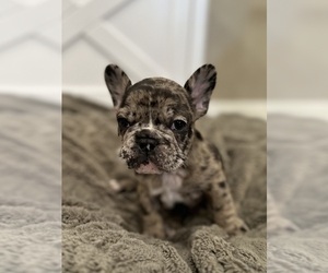 French Bulldog Puppy for sale in TEA, SD, USA