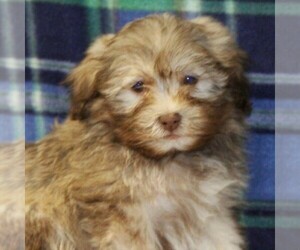 Havanese Puppy for sale in DANVILLE, PA, USA