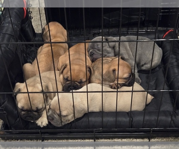 Medium Photo #1 French Bulldog Puppy For Sale in COLUMBUS, GA, USA