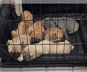 French Bulldog Litter for sale in COLUMBUS, GA, USA