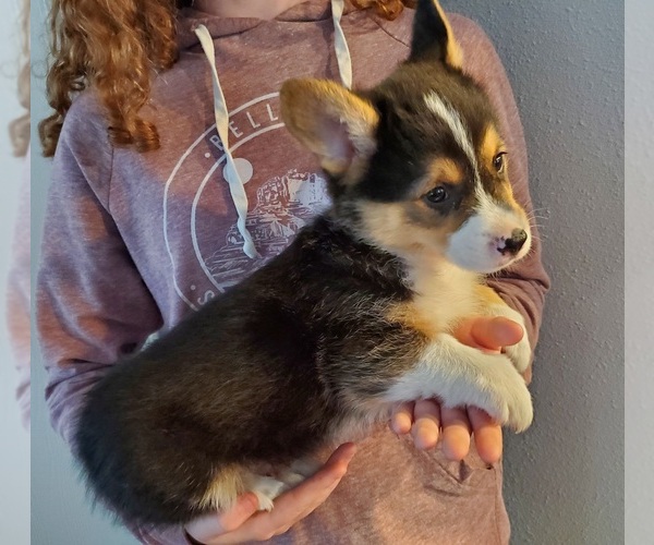 Medium Photo #2 Pembroke Welsh Corgi Puppy For Sale in GRAHAM, WA, USA