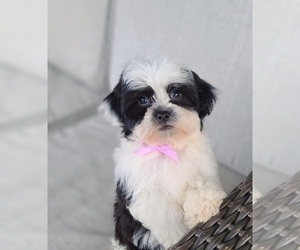 Zuchon Puppy for sale in GULF SHORES, AL, USA
