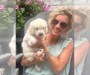 Goldendoodle mix (+ Poodle Standard) Puppy for sale in HATTIESBURG, MS, USA