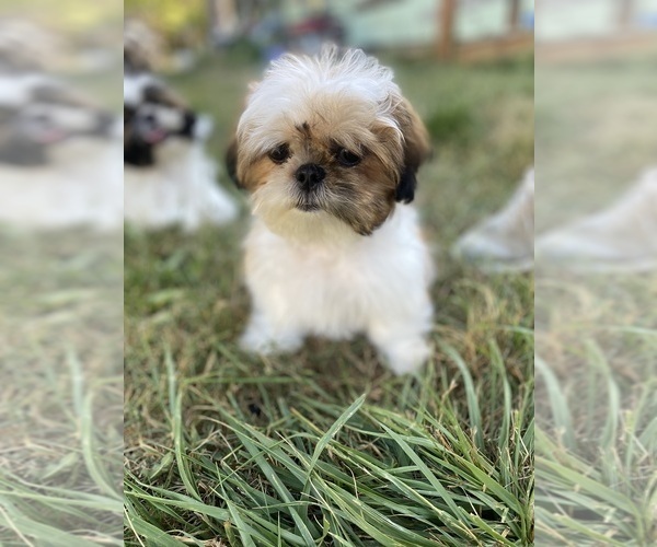 Medium Photo #19 Shih Tzu Puppy For Sale in VENETA, OR, USA