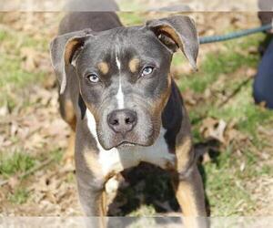 American Staffordshire Terrier Dogs for adoption in Tallahassee, FL, USA