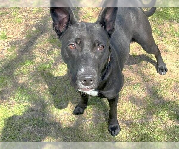 Medium Photo #3 American Pit Bull Terrier-Unknown Mix Puppy For Sale in Waco, TX, USA