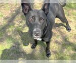 Small #2 American Pit Bull Terrier Mix