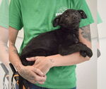 Small #1 German Shepherd Dog Mix
