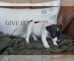 Small #5 Jack Russell Terrier