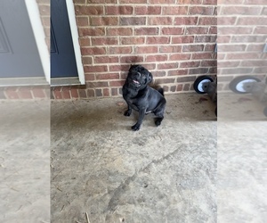 Pug Puppy for sale in DOTHAN, AL, USA