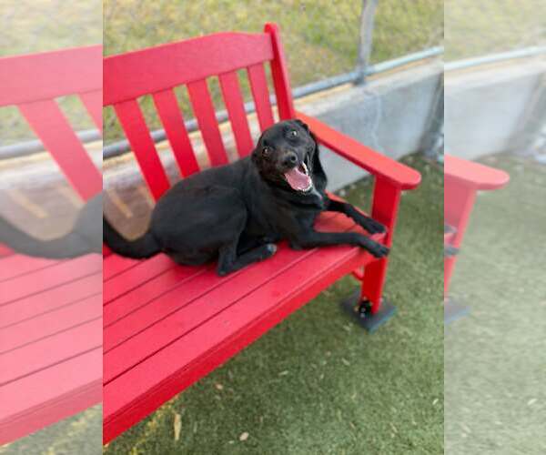 Medium Photo #3 Mutt Puppy For Sale in Woodbury, NY, USA