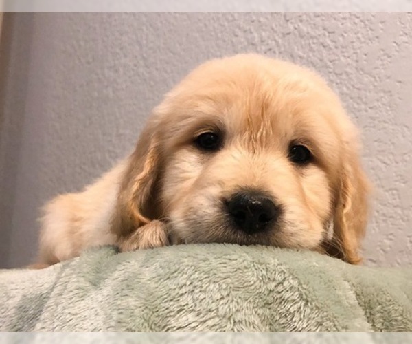 Medium Photo #29 Golden Retriever Puppy For Sale in PRYOR, OK, USA