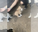 Small Photo #5 Siberian Husky Puppy For Sale in MALTA, IL, USA
