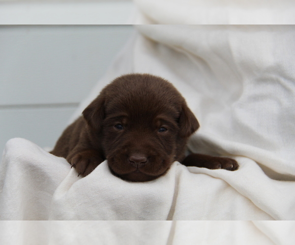Medium Photo #7 Labrador Retriever Puppy For Sale in HYDE PARK, VT, USA