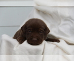 Small #6 Labrador Retriever