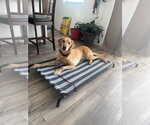 Small #3 Labrador Retriever