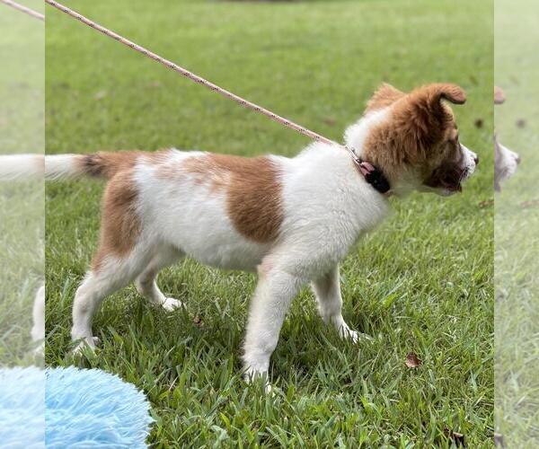 Medium Photo #3 Labrenees Puppy For Sale in Yardley, PA, USA