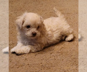 Maltipoo Puppy for sale in CHARLOTTESVILLE, VA, USA