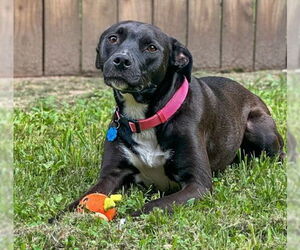 Labrador Retriever-Unknown Mix Dogs for adoption in Germanton, TN, USA