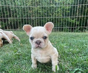 French Bulldog Puppy for sale in PASCO, WA, USA