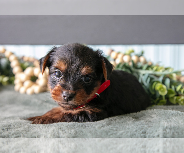 Medium Photo #2 Yorkshire Terrier Puppy For Sale in NAPPANEE, IN, USA