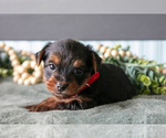 Small #1 Yorkshire Terrier