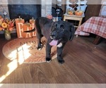 Puppy 3 Golden Mountain Dog