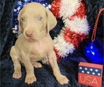Small Photo #21 Weimaraner Puppy For Sale in NEWCASTLE, OK, USA