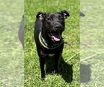 Small #4 Labrador Retriever Mix
