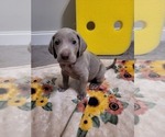 Small Photo #9 Weimaraner Puppy For Sale in LAGRANGE, GA, USA