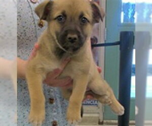 Black Mouth Cur-Unknown Mix Dogs for adoption in Oklahoma City, OK, USA