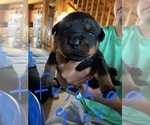 Small Photo #2 Rottweiler Puppy For Sale in BRADFORD, NY, USA